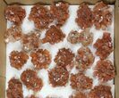 Lot: / to / Twinned Aragonite Clusters - Pieces #134143-2